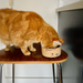 Mod Ceramic Cat Food Bowl