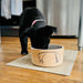 Mod Ceramic Dog Food Bowl