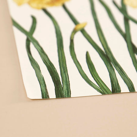 Paper Placemat Pack / Field of Daffodils