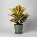 Recycled Tapered Planter 7" / Olive Sage