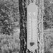 Tin Wall Thermometer / Green