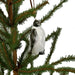 Tree Ornament / Penguin