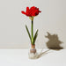 Winter Bulb Kit / Amaryllis