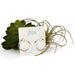 Beauty Hoop Earrings / Small / Neutral