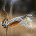 Cast Common Milkweed Seed Studs