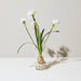 Winter Bulb Kit / Paperwhites