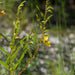 Cast Partridge Pea Seed Pod Earrings / Sterling